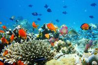 Naladhu Private Island  - Sport en Spel