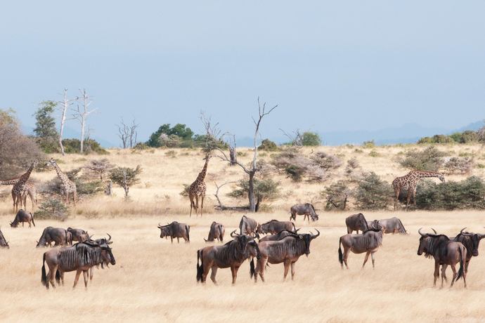 Beho Beho Nyerere National Park - Excursies