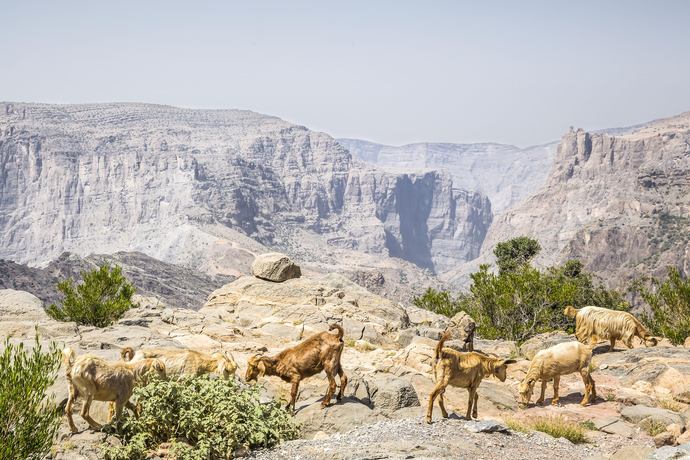 Anantara Al Jabal Al Akhdar Resort - Uitzicht