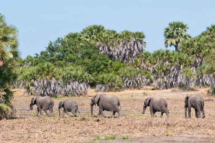 Beho Beho Nyerere National Park - Excursies