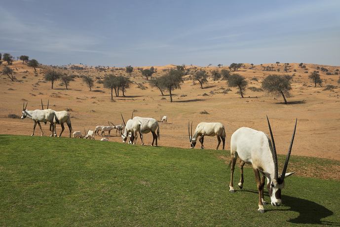 The Ritz-Carlton, Al Wadi Desert - Ambiance